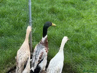 Ducks poultry Indian runner ducks - Free to good home in Whitchurch - Advert 17
