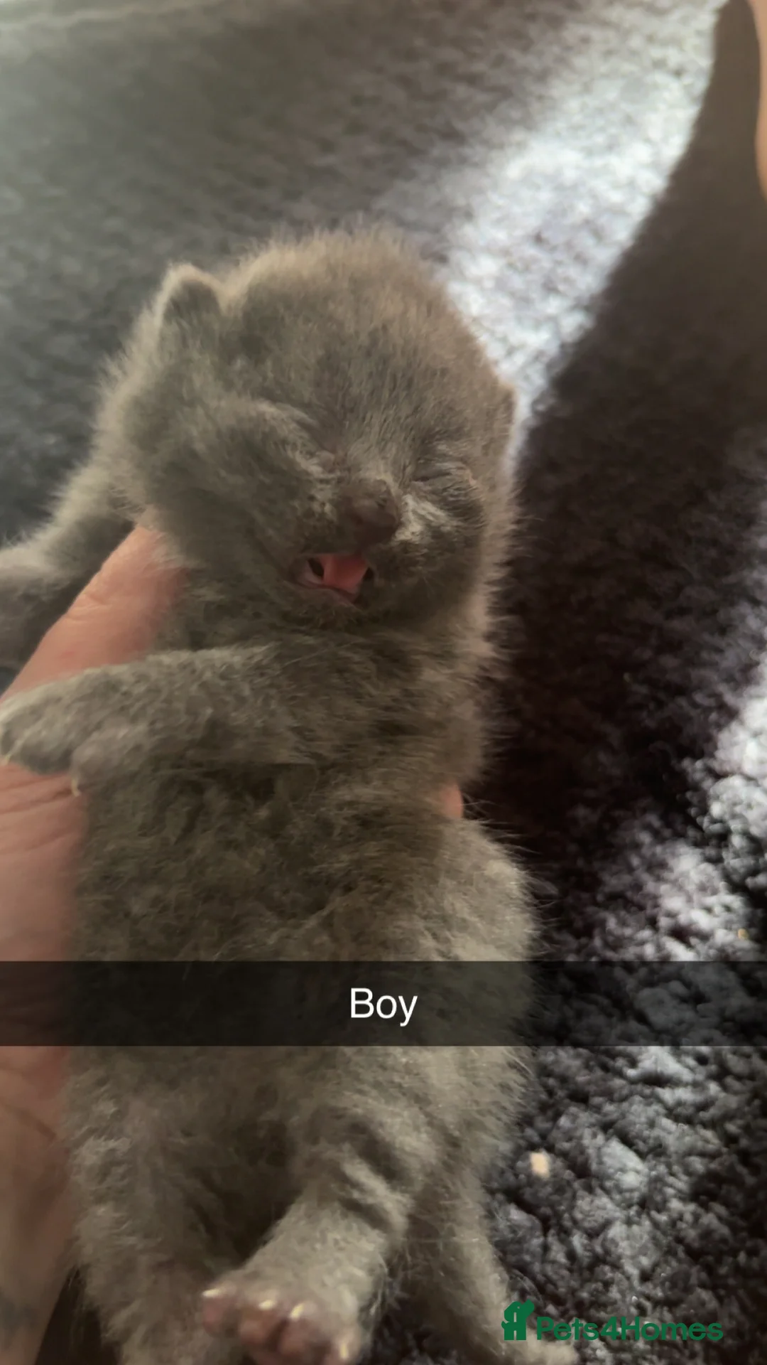 British Shorthair cats for sale: British shorthair/longhair - Advert 7
