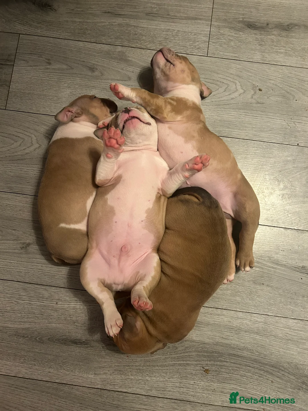 American Bully dogs for sale: American pocket bully’s  - Advert 6