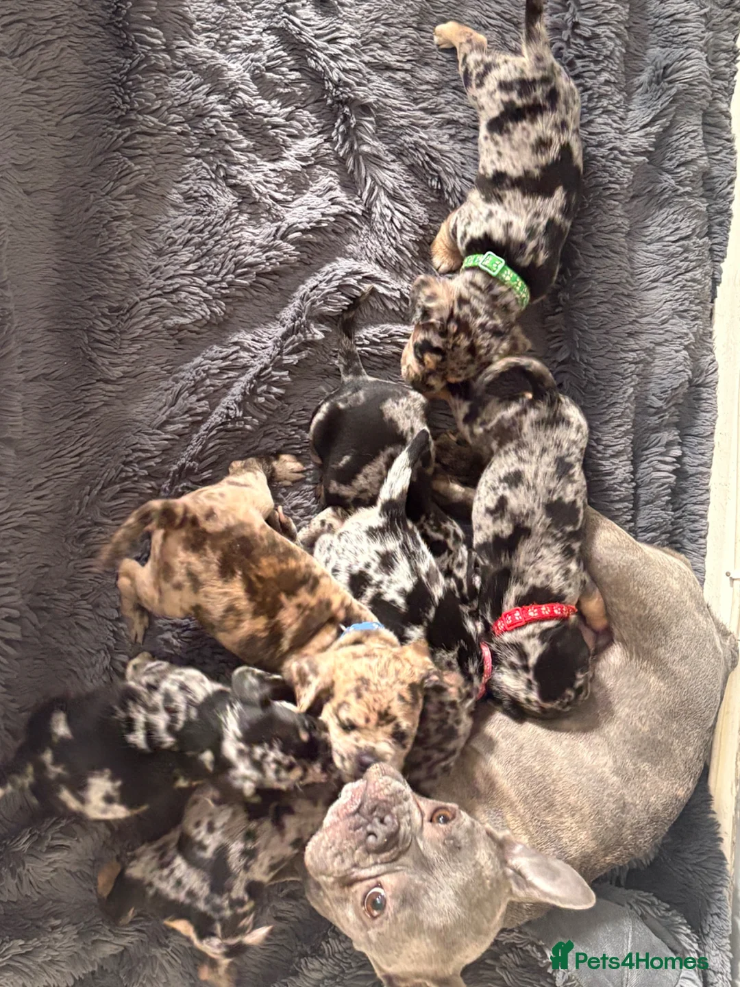 Mixed Breed dogs for sale: Beautiful Frenchie X Dachshund pups *5 left*  - Advert 2
