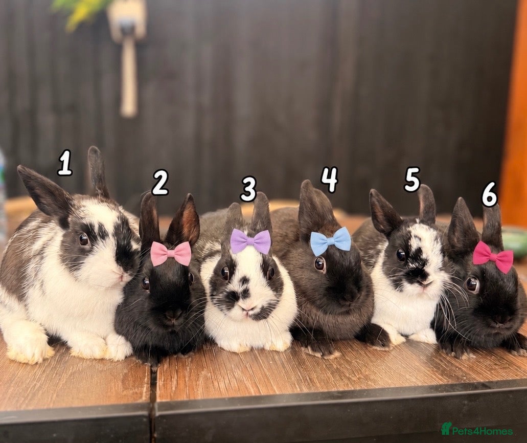 Netherland Dwarf rabbits 6 Adorable Netherland Dwarf Bunnies 🐰  - Advert 2