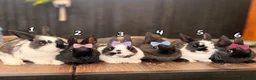 Netherland Dwarf rabbits for sale: 4 Adorable Dwarf Bunnies  - Advert 2