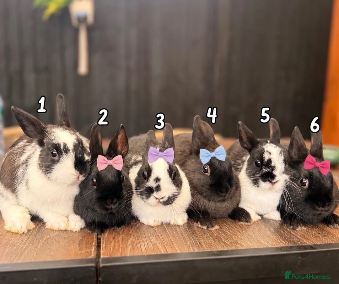 Netherland Dwarf rabbits for sale: 4 Adorable Dwarf Bunnies  - Advert 2