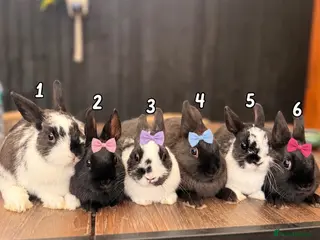 Netherland Dwarf rabbits 4 Adorable Dwarf Bunnies - Advert 2