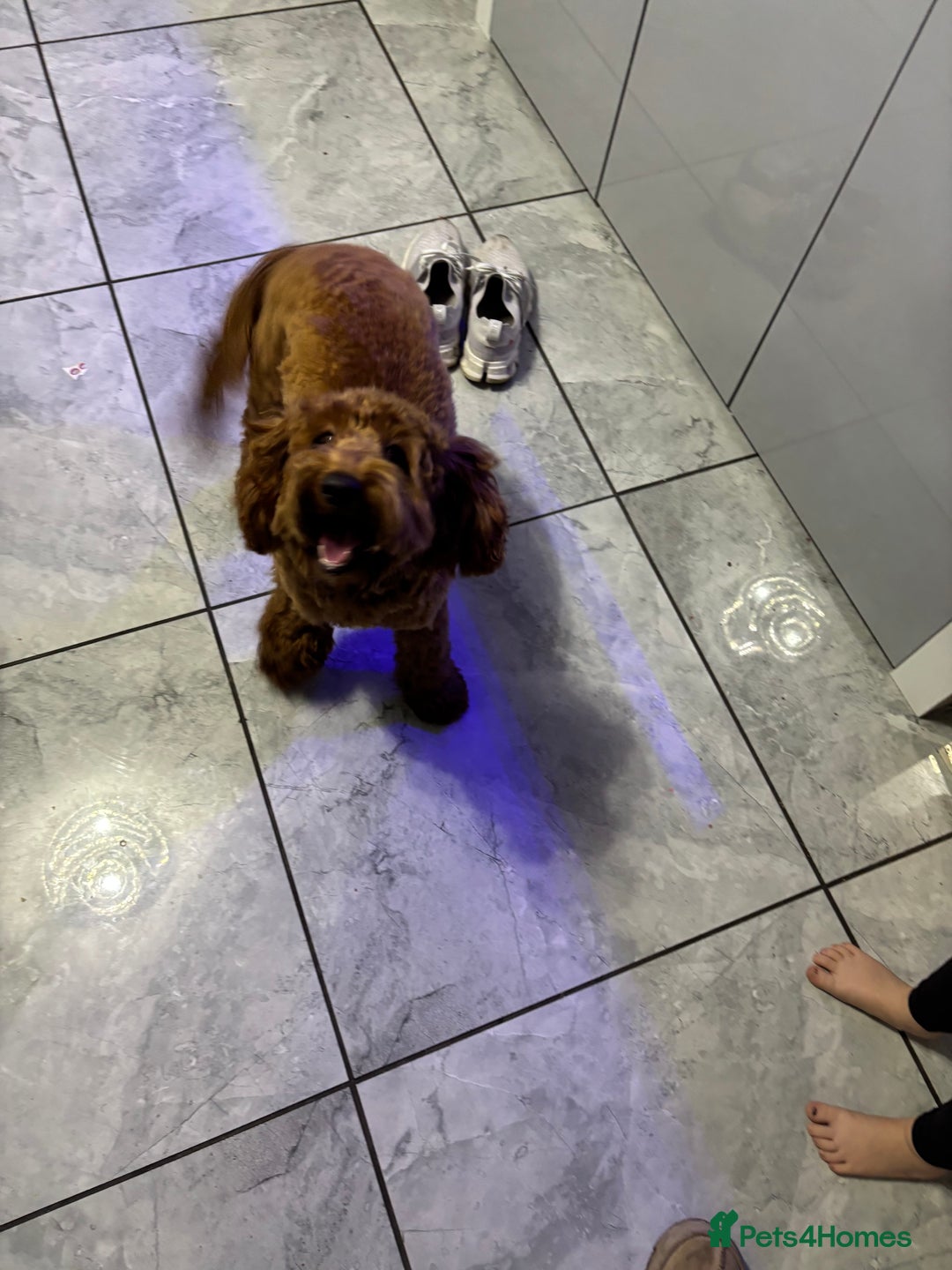 Cockapoo dogs for sale: Myla  - Advert 3