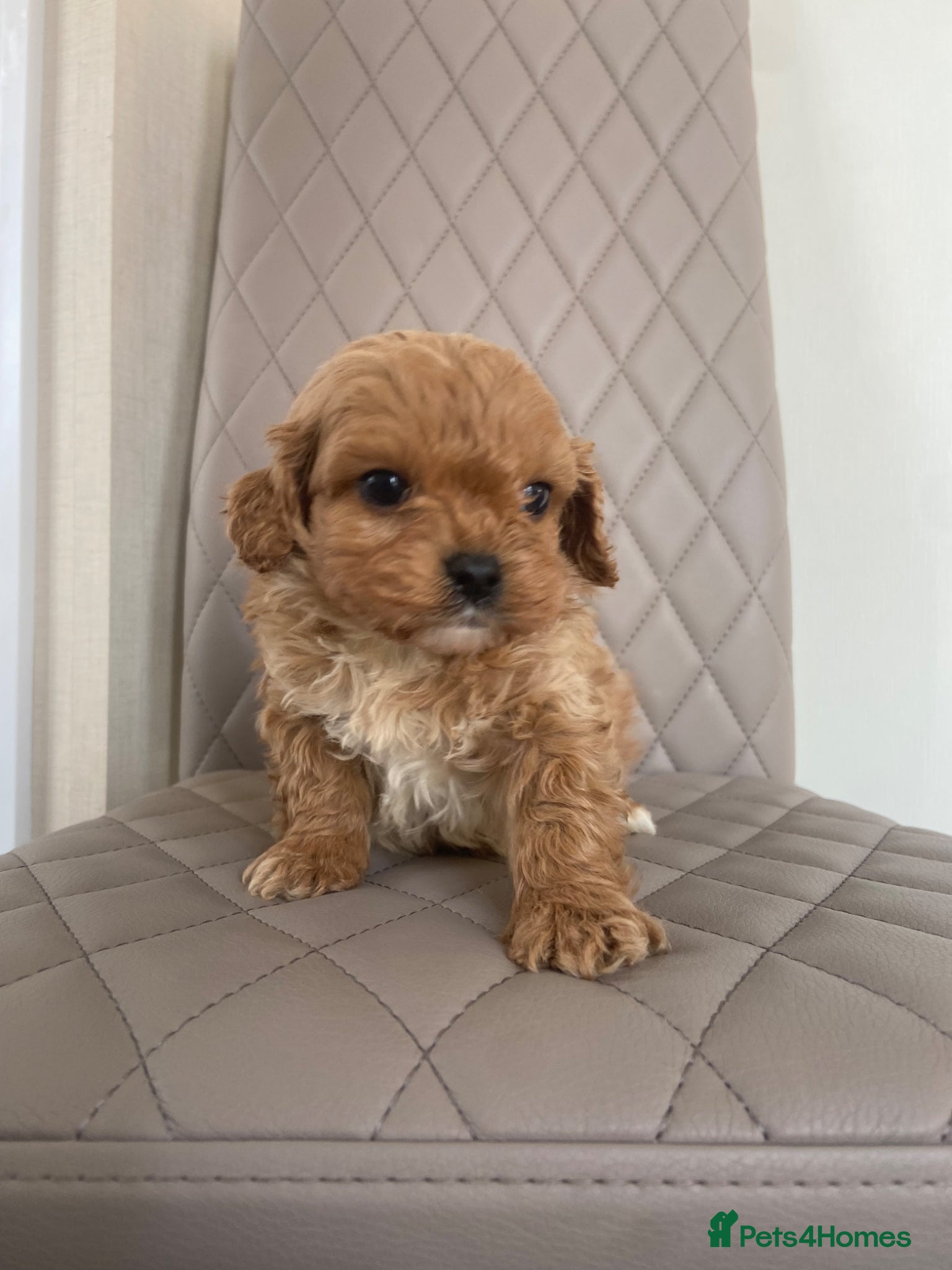 Cavapoo dogs F1 Health Tested Cavapoo Puppies  - Advert 9