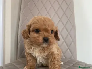 Cavapoo dogs F1 Health Tested Cavapoo Puppies - Advert 9