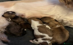 Lhasa Apso dogs for sale: Fabulous KC reg gold male Lhasa apso - Advert 13