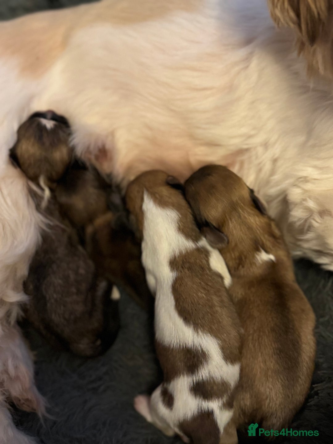 Lhasa Apso dogs for sale: Fabulous KC reg gold male Lhasa apso - Advert 13