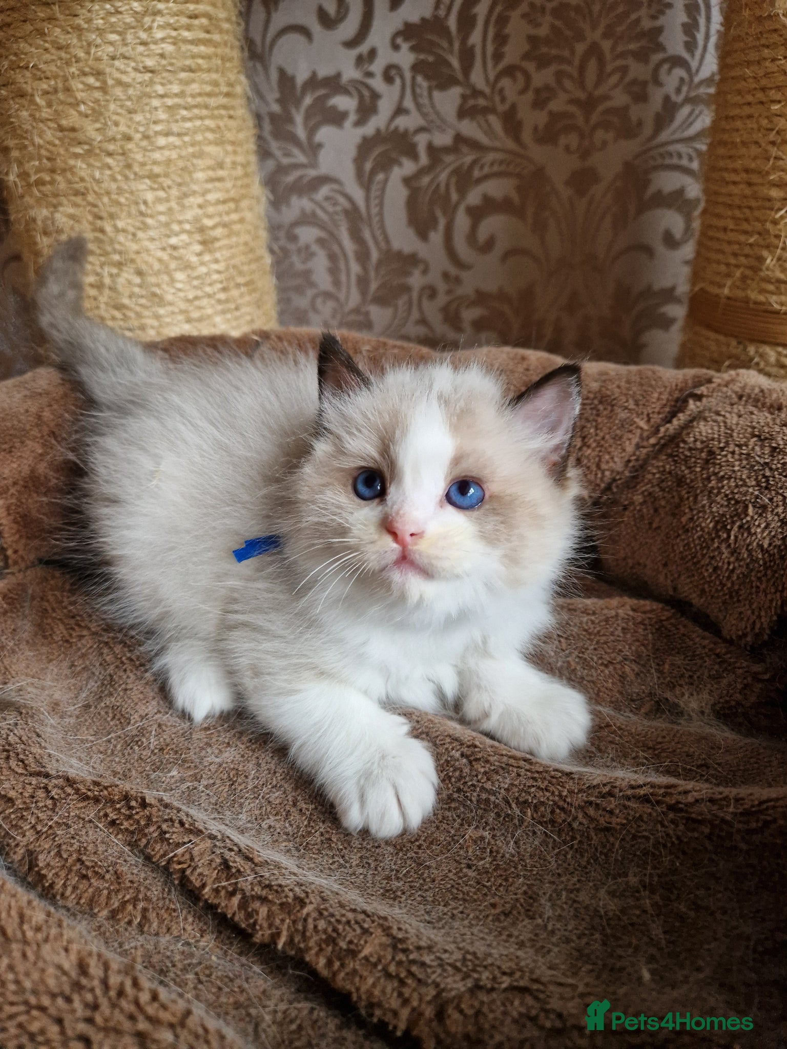 O'Malley