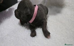 Staffordshire Bull Terrier dogs for sale:  Blue Staffy puppies for sale KC REGISTERED  - Image 2