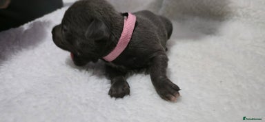 Staffordshire Bull Terrier dogs - Advert 8