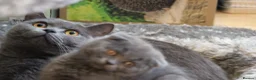 British Shorthair cats for sale: Cute babies ready for their new 🏠🐱🥰 - Advert 30
