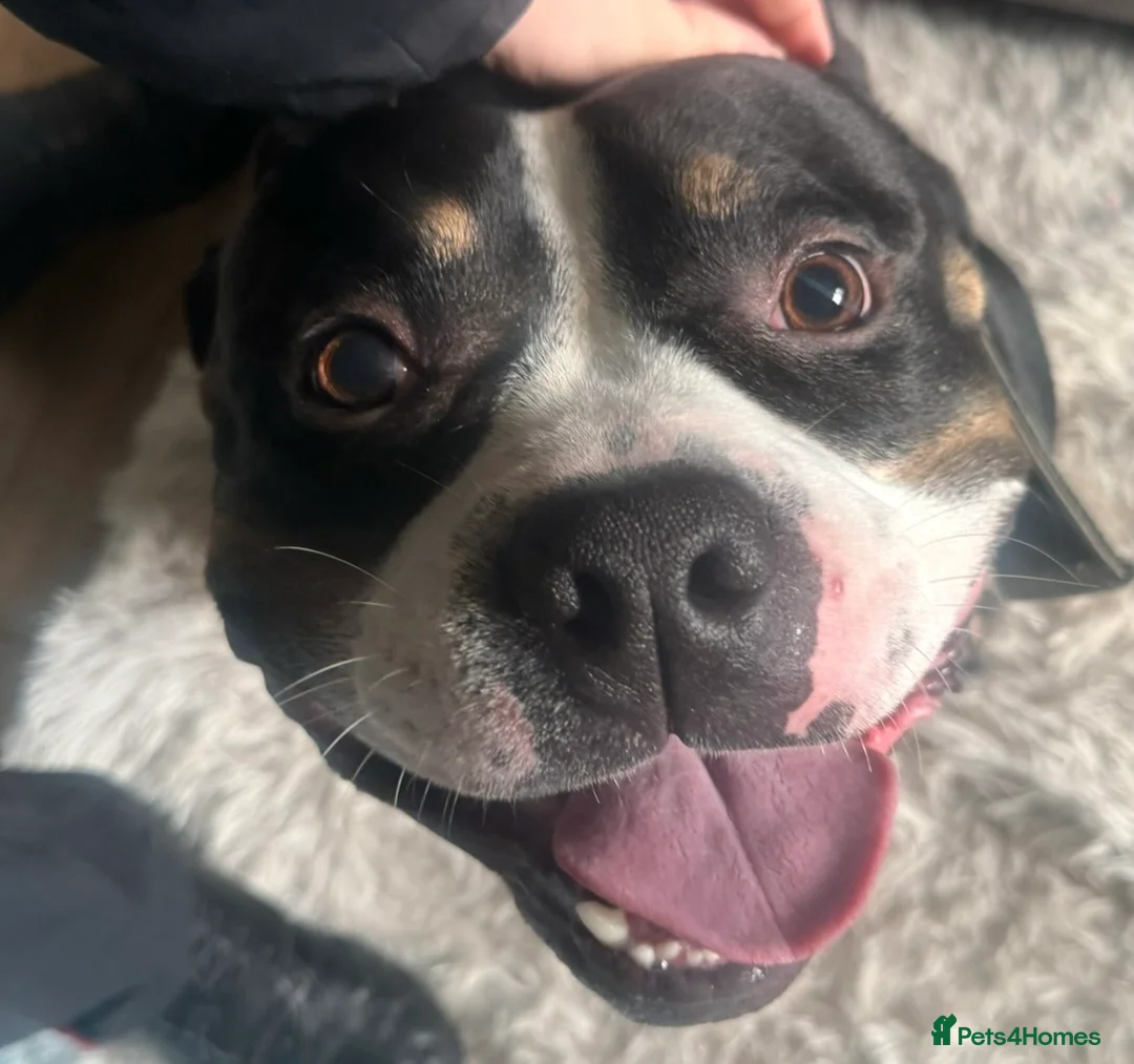 Mixed Breed dogs for sale: 4 year old microbully - Advert 9