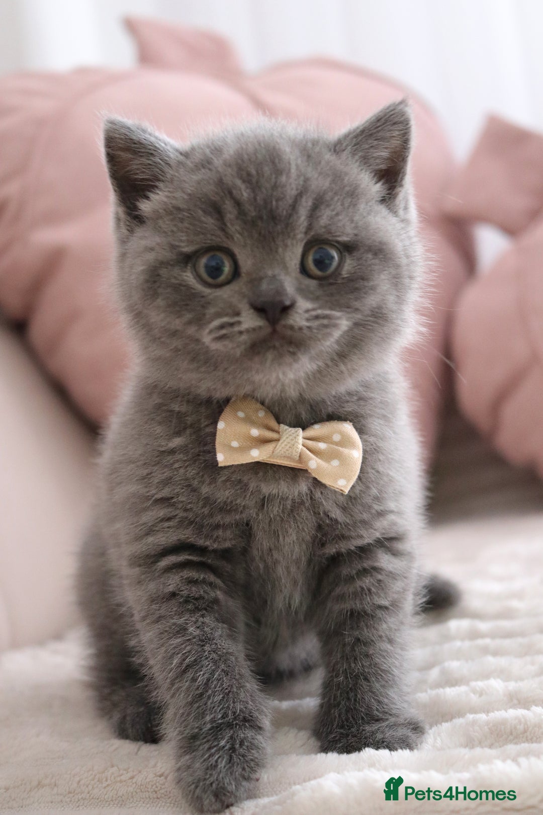 British Shorthair cats for sale: ❤️British Shorthair Kittens GCCF -Ready December  - Image 13