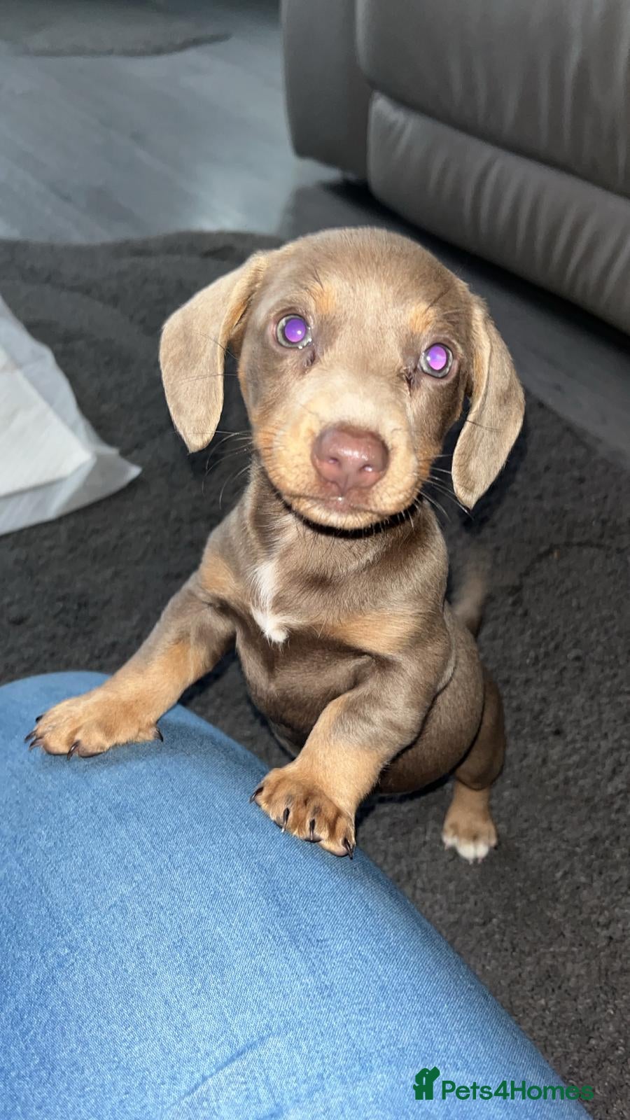 Miniature Dachshund dogs miniature dachshunds  ready now 🩷 - Advert 18