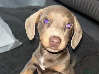 Miniature Dachshund dogs miniature dachshunds ready now 🩷 - Advert 18