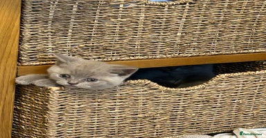 British Shorthair cats - Advert 13