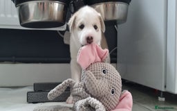 Siberian Husky dogs for sale: Husky puppies - Image 14
