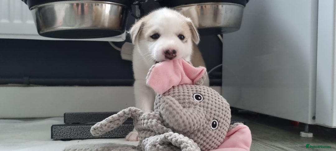 Siberian Husky dogs for sale: Husky puppies - Image 14