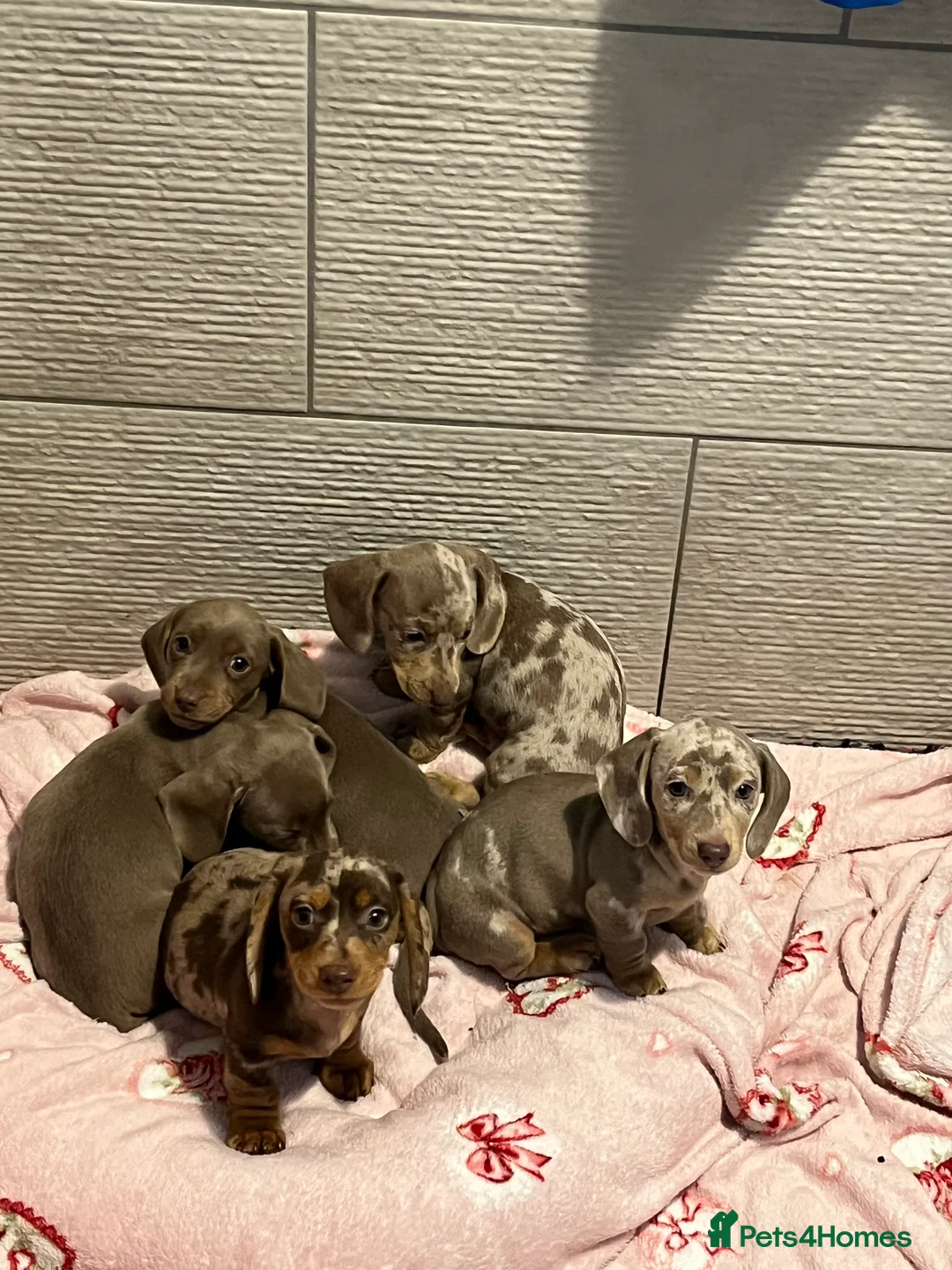 Dachshund dogs for sale: Kc miniature dachshund - Advert 2