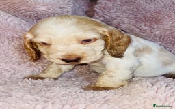 Cocker Spaniel dogs for sale: Cocker Spaniel Pups  - Image 11
