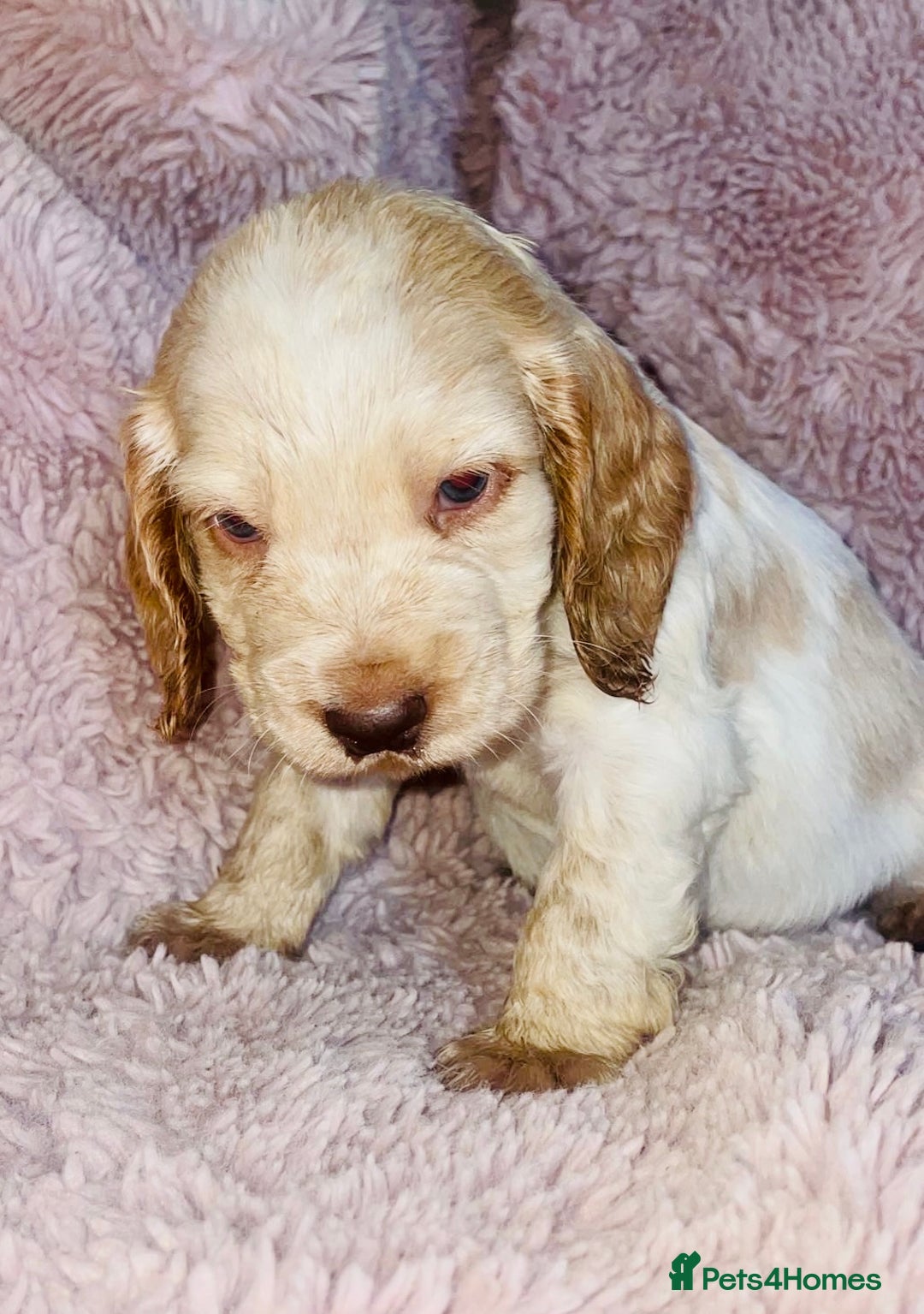 Cocker Spaniel dogs for sale: Cocker Spaniel Pups  - Image 11