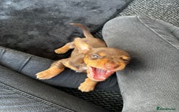 Miniature Dachshund dogs for sale: Chocolate & Tan Miniature Daschund Boy - Image 5