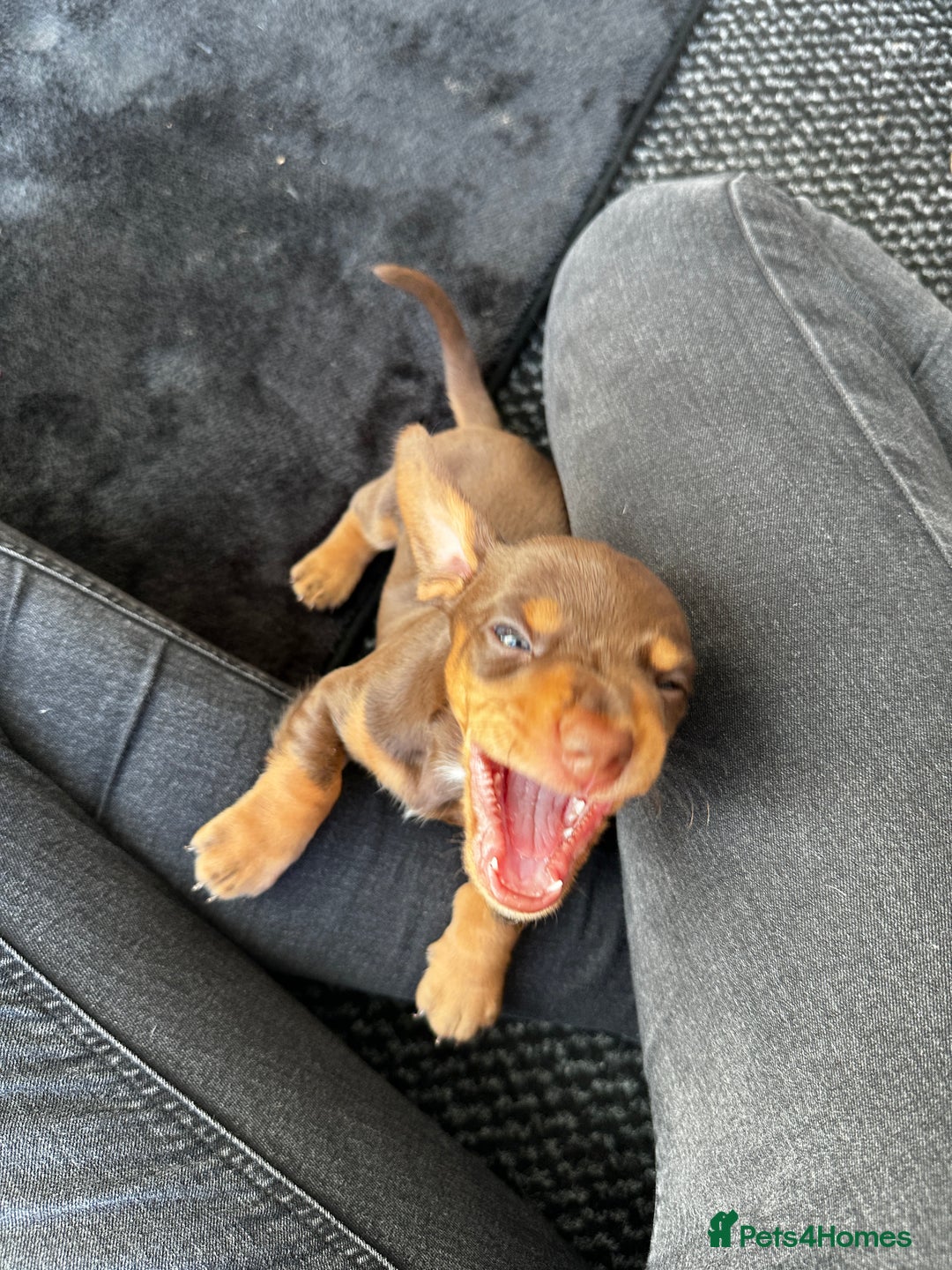Miniature Dachshund dogs for sale: Chocolate & Tan Miniature Daschund Boy - Image 5