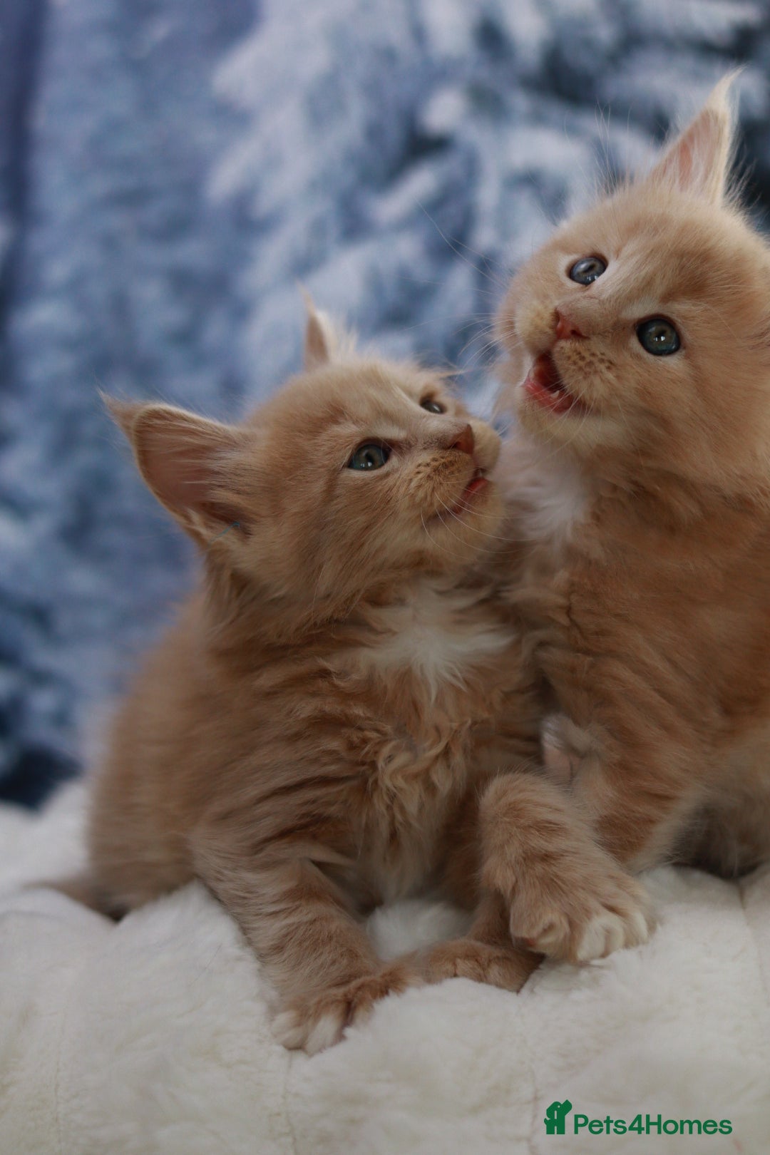 Maine Coon cats for sale: European line Mainecoon boy available.  - Advert 5