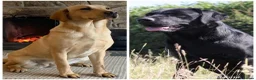 Labrador Retriever dogs for sale: Stunning, Health Tested Parents, KC Lab Puppies - Advert 2
