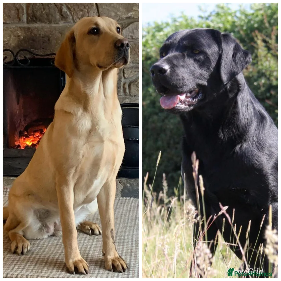 Labrador Retriever dogs for sale: Stunning, Health Tested Parents, KC Lab Puppies - Advert 2