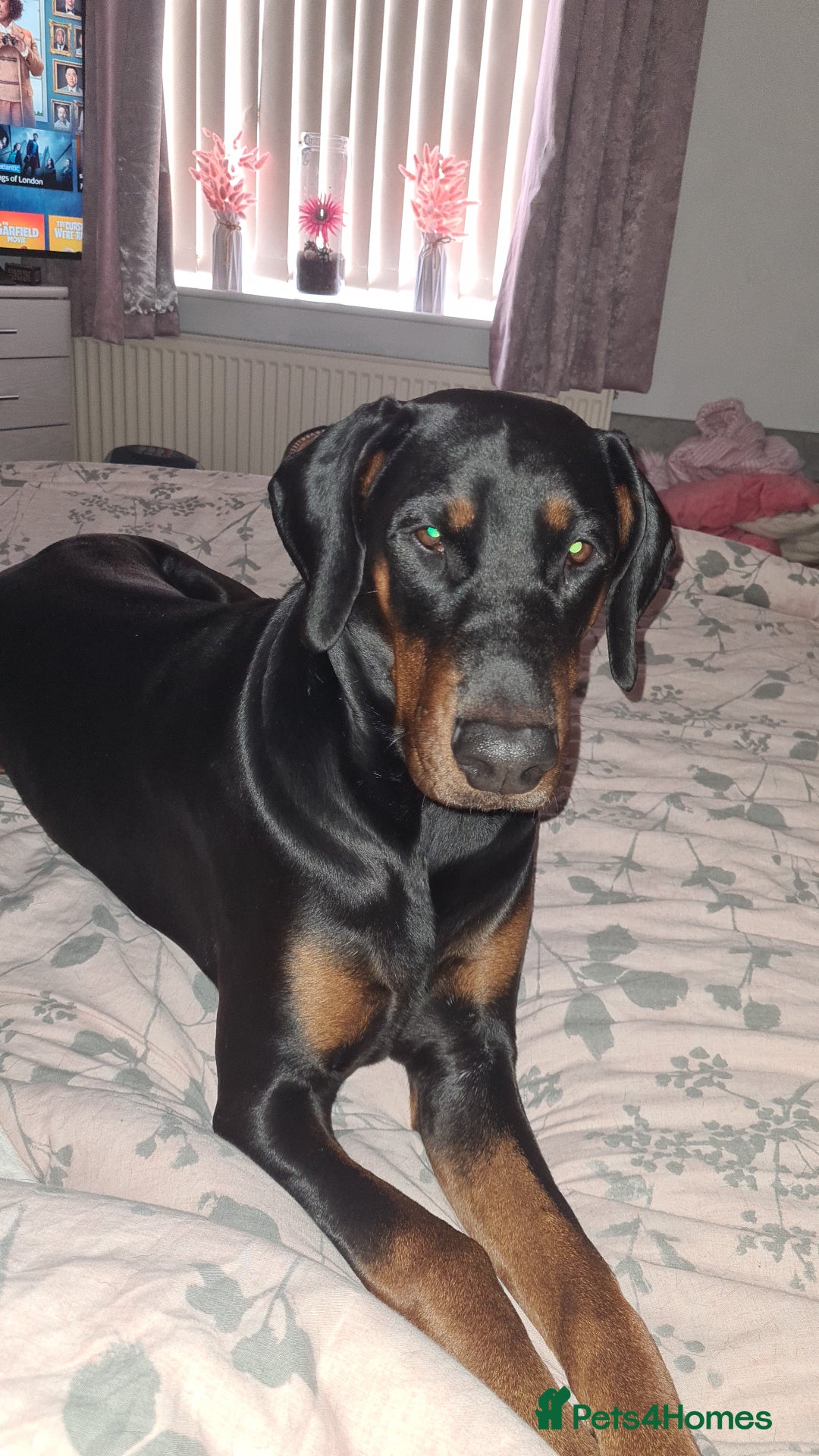 Dobermann dogs for sale: Rosie - Advert 2