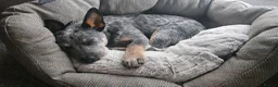 Australian Cattle Dog dogs for sale: Beautiful 7 month pup needs re-homing - Advert 9
