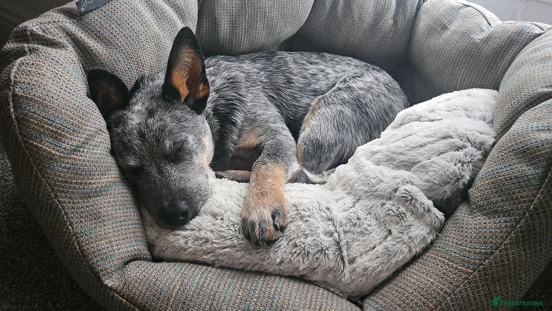 Australian Cattle Dog dogs for sale: Beautiful 7 month pup needs re-homing - Advert 9