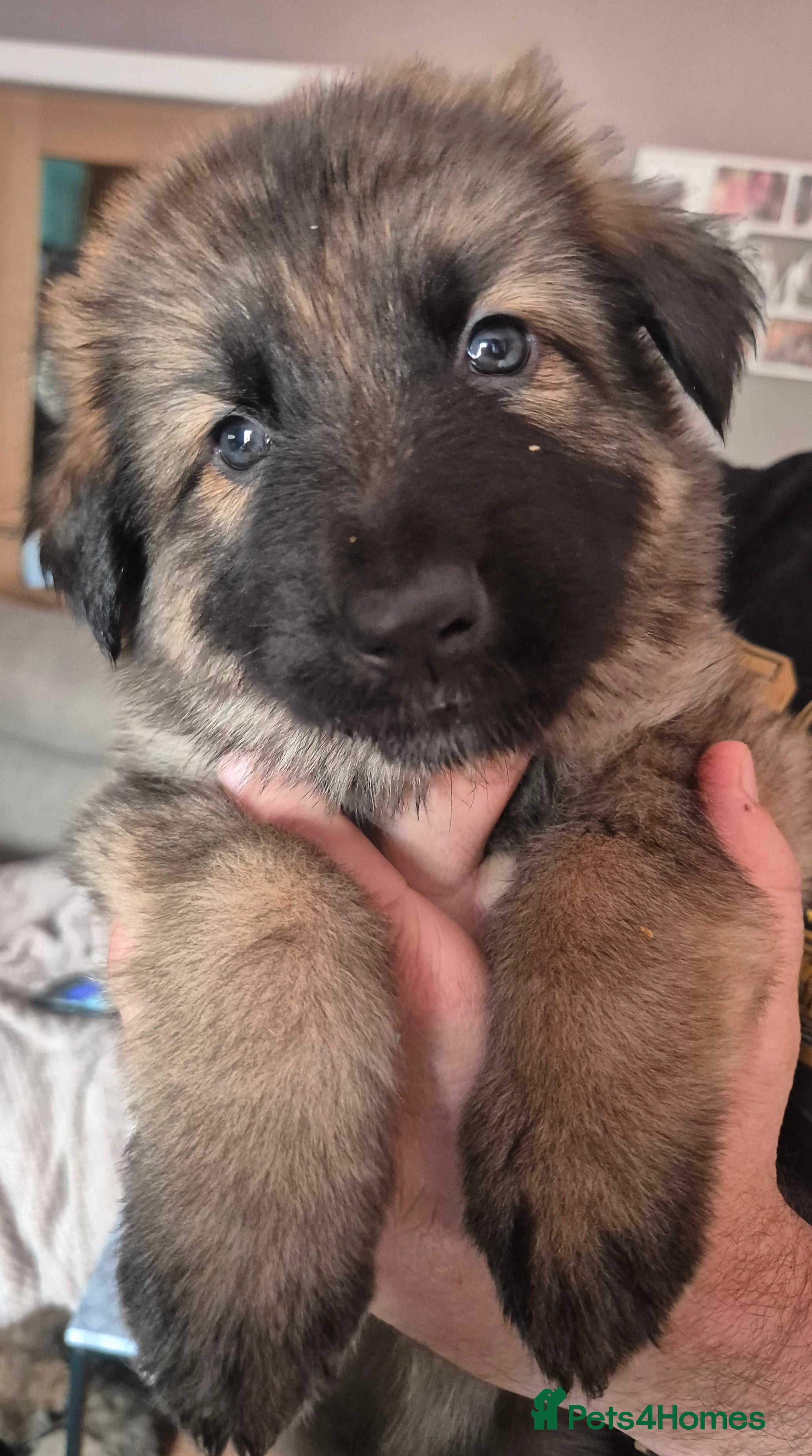 German Shepherd dogs 3 beautiful German shepherd girls left - Advert 8