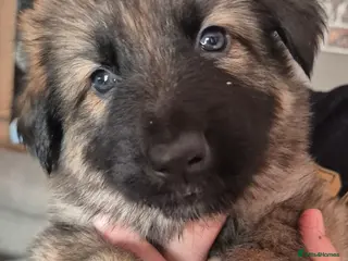 German Shepherd dogs 3 beautiful German shepherd girls left - Advert 8