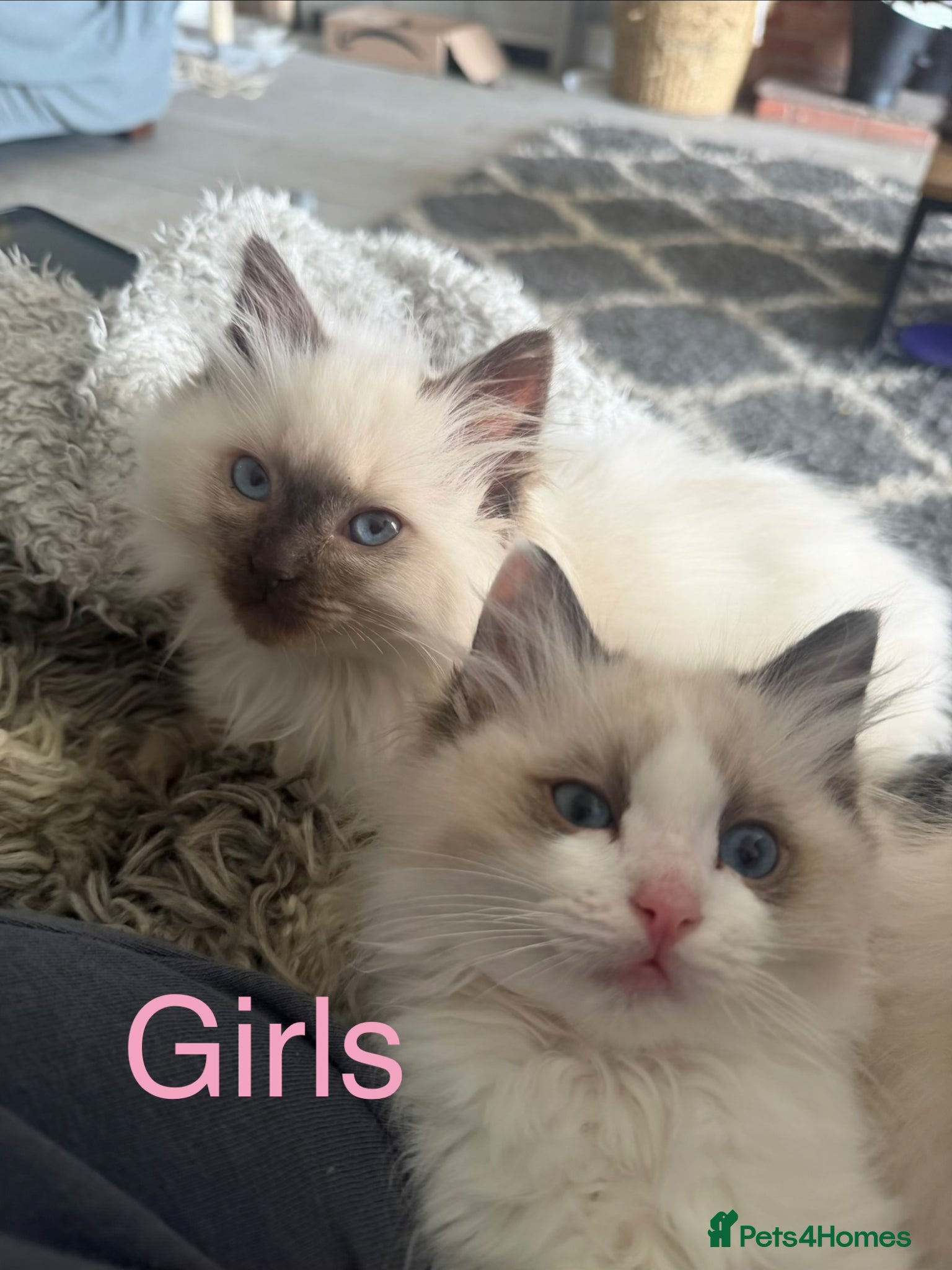 Ragdoll cats Stunning Ragdoll Kittens GCCF registered/Pedigree - Advert 2