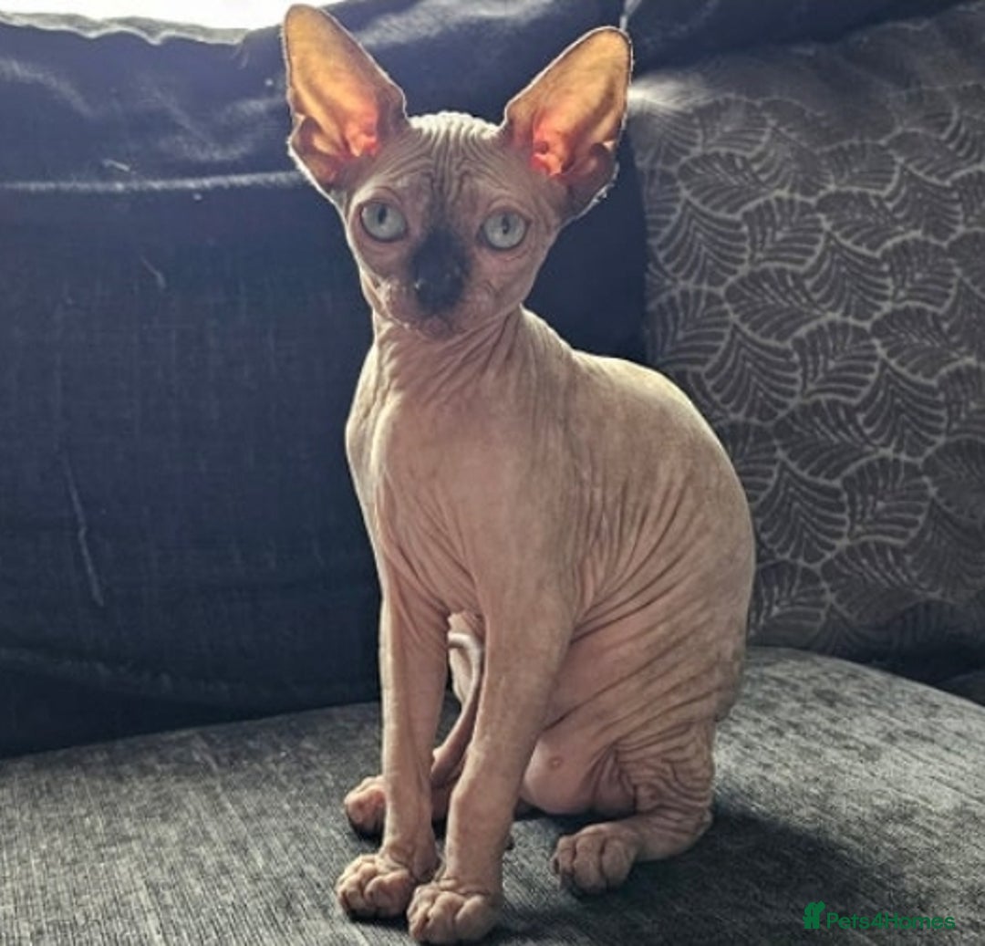 Sphynx cats for sale: Mr wrinkles sphynx male cat  - Image 4