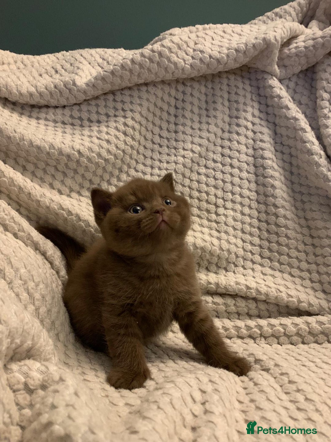 British Shorthair cats for sale: GCCF British shorthair kittens  - Advert 23