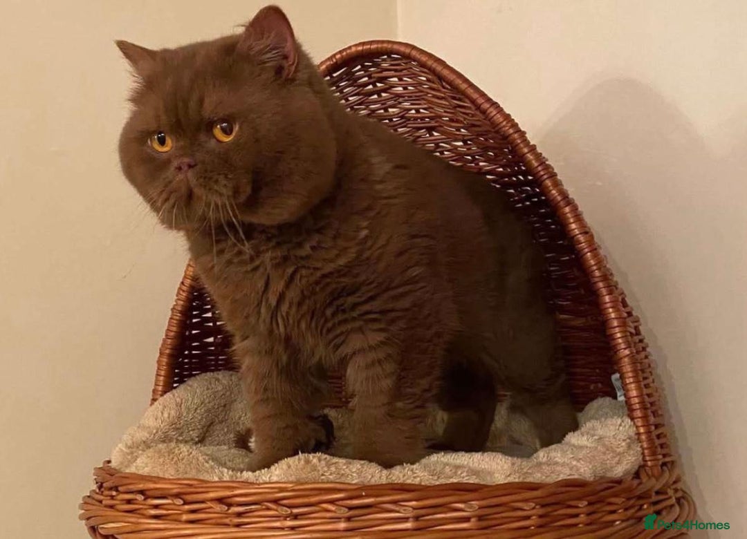 British Shorthair cats for sale: Beautiful British ShortHair Rare Fawn - Advert 24