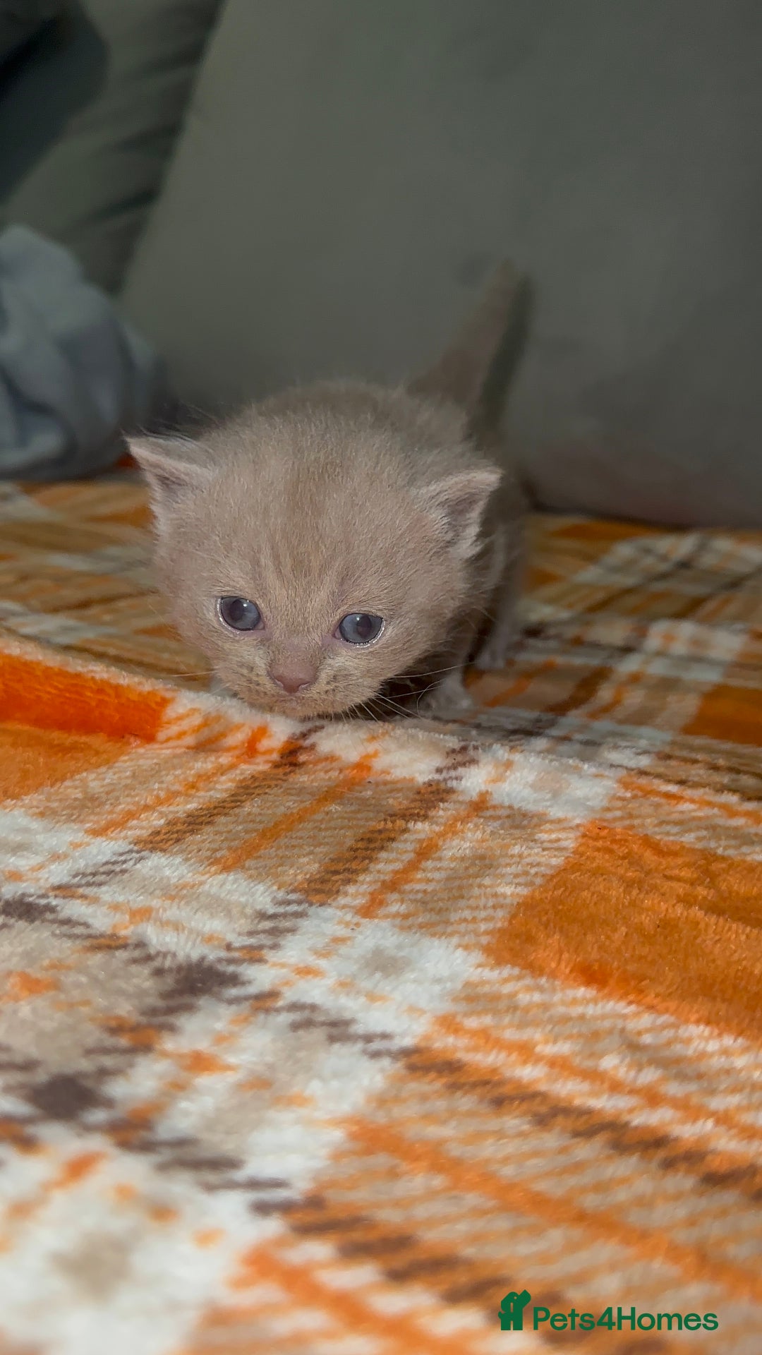 British Shorthair cats for sale: Stunning British Short Hair Kittens - Image 8