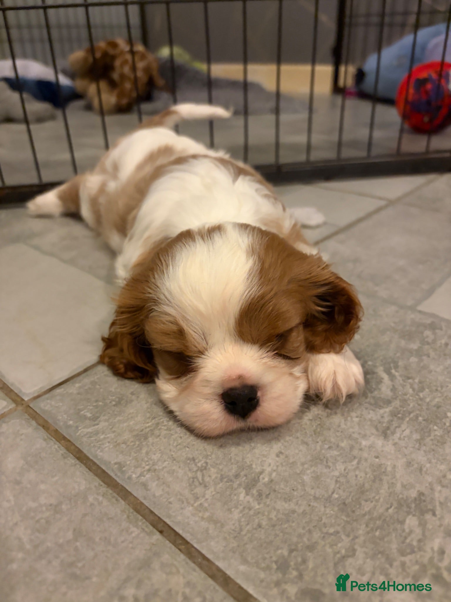 Cavalier King Charles Spaniel dogs Beautiful Blenheim puppies  - Advert 3