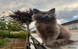 Ragdoll cats for sale: Last Ragdoll kitten SALE !!!!! - Image 4