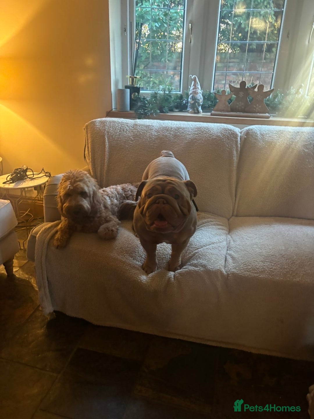 English Bulldog dogs for stud: English Bulldog (Stud) - Advert 15