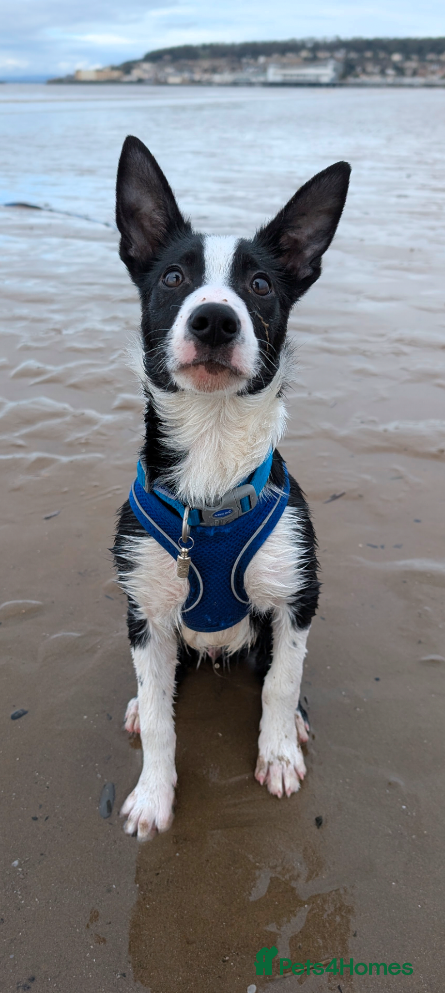 Border Collie dogs Lovely border Collie pup - Advert 1