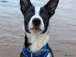 Border Collie dogs Lovely border Collie pup - Advert 11