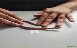 Corn Snake reptiles for sale: 6 week old baby corn snakes - Image 13