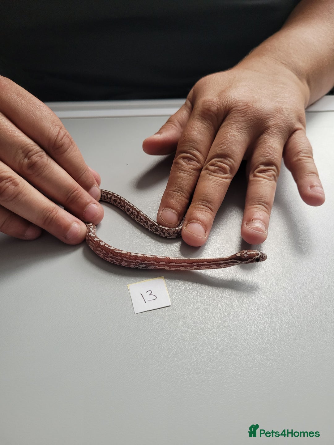 Corn Snake reptiles for sale: 6 week old baby corn snakes - Image 13