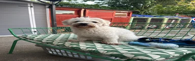 Archie